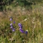  Marc Chouillou - Campanula scheuchzeri subsp. lanceolata (Lapeyr.) J.M.Tison [2010]