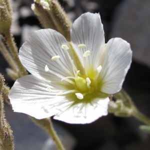 Photographie n°16438 du taxon Minuartia capillacea (All.) Graebn.