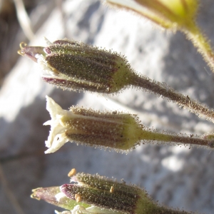 Photographie n°16443 du taxon Minuartia capillacea (All.) Graebn.