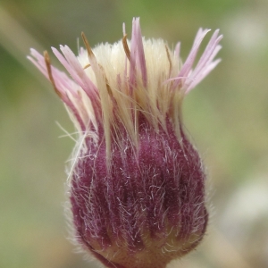 Photographie n°16457 du taxon Erigeron acer L. [1753]