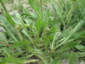Marie  Portas, le  5 juillet 2010 (Valdeblore (Versant est de la Tête du Brec,  1800 m))