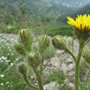 Photographie n°16472 du taxon Crepis conyzifolia (Gouan) A.Kern.