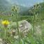  Marie  Portas - Crepis conyzifolia (Gouan) A.Kern.