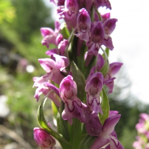 Photographie n°16496 du taxon Dactylorhiza cruenta (O.F.Müll.) Soó