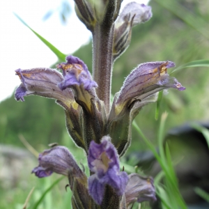 Photographie n°16498 du taxon Orobanche purpurea Jacq.