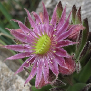 Photographie n°16499 du taxon Sempervivum montanum L.