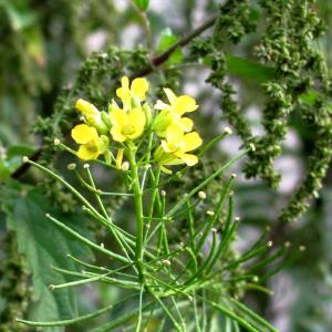 Photographie n°16503 du taxon Sisymbrium loeselii L.