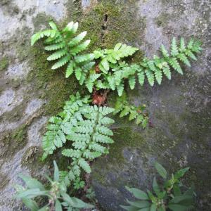 Photographie n°16510 du taxon Dryopteris filix-mas (L.) Schott [1834]