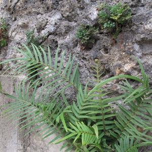 Photographie n°16515 du taxon Pteris vittata L. [1753]