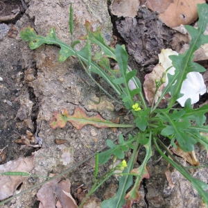 Photographie n°16516 du taxon Diplotaxis viminea (L.) DC.