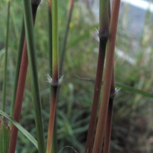 Photographie n°16524 du taxon Bothriochloa barbinodis (Lag.) Herter [1940]