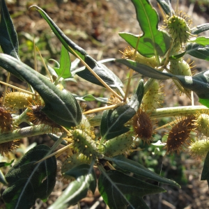 Photographie n°16525 du taxon Xanthium spinosum L.