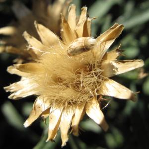 Photographie n°16527 du taxon Centaurea aspera L.