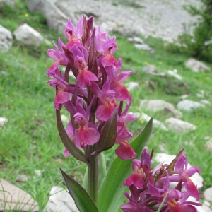 Photographie n°16532 du taxon Dactylorhiza sambucina (L.) Soó