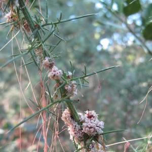 Photographie n°16535 du taxon Cuscuta epithymum (L.) L.