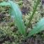  Marie  Portas - Platanthera bifolia (L.) Rich.