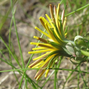 Taraxacum cucullatum Dahlst. (Pissenlit à capuchons)