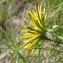  Marie  Portas - Taraxacum cucullatum Dahlst. [1907]