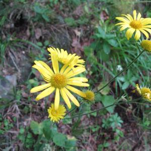 Photographie n°16567 du taxon Doronicum pardalianches L.