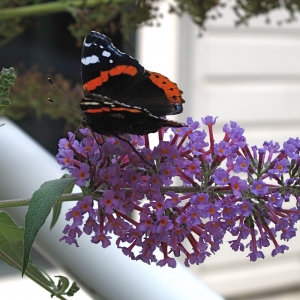 Photographie n°16571 du taxon Buddleja davidii Franch.