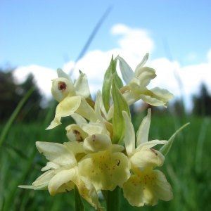 Photographie n°16582 du taxon Dactylorhiza sambucina (L.) Soó [1962]