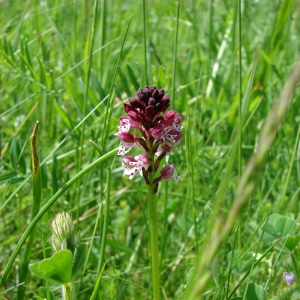 Photographie n°16584 du taxon Neotinea ustulata var. ustulata 