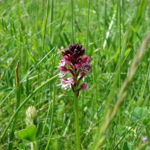 Photographie n°16584 du taxon Neotinea ustulata var. ustulata 