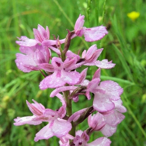 Photographie n°16593 du taxon Anacamptis x laniccae (Braun-Blanq.) H.Kretzschmar, Eccarius & H.Dietr.