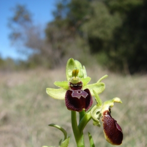Photographie n°16597 du taxon Ophrys exaltata subsp. marzuola Geniez, Melki & R.Soca [2002]