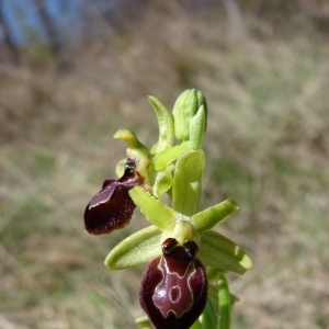 Photographie n°16598 du taxon Ophrys exaltata subsp. marzuola Geniez, Melki & R.Soca [2002]