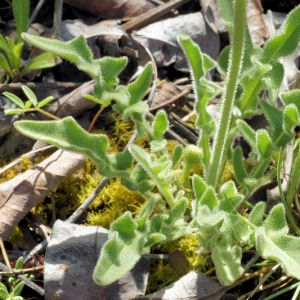 Photographie n°16601 du taxon Leontodon crispus Vill.