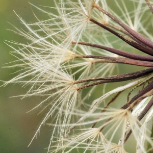 Photographie n°16606 du taxon Leontodon crispus Vill.