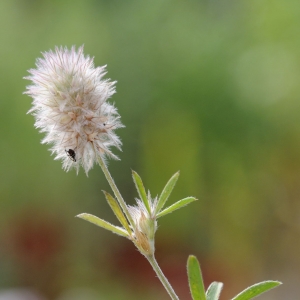 Photographie n°16612 du taxon Trifolium arvense L. [1753]