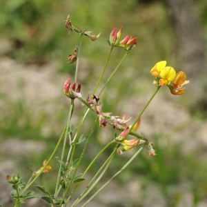 Photographie n°16614 du taxon Lotus corniculatus L. [1753]