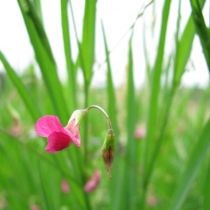 Photographie n°16620 du taxon Lathyrus nissolia L. [1753]