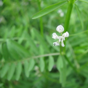 Photographie n°16621 du taxon Vicia hirsuta (L.) Gray [1821]