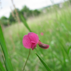 Photographie n°16622 du taxon Lathyrus nissolia L. [1753]