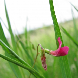 Photographie n°16623 du taxon Lathyrus nissolia L. [1753]