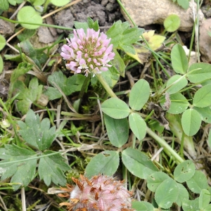 Photographie n°16625 du taxon Trifolium fragiferum L. [1753]