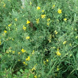 Photographie n°16637 du taxon Lathyrus pratensis L. [1753]