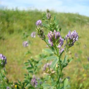 Photographie n°16639 du taxon Medicago sativa L. [1753]