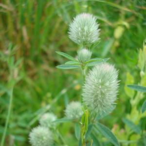 Photographie n°16648 du taxon Trifolium arvense L. [1753]