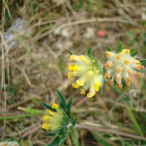 Photographie n°16655 du taxon Anthyllis vulneraria L. [1753]