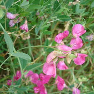 Photographie n°16656 du taxon Lathyrus tuberosus L. [1753]