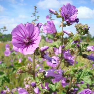 Photographie n°16662 du taxon Lavatera arborea L. [1753]