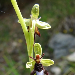 Photographie n°16664 du taxon Ophrys insectifera L. [1753]