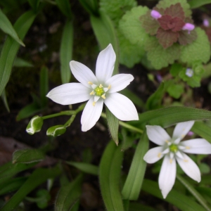 Photographie n°16672 du taxon Ornithogalum umbellatum L. [1753]