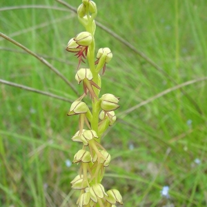 Photographie n°16682 du taxon Orchis anthropophora (L.) All. [1785]