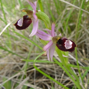 Photographie n°16688 du taxon Ophrys bertolonii subsp. saratoi (E.G.Camus) R.Soca [2001]