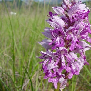 Photographie n°16690 du taxon Orchis militaris L. [1753]